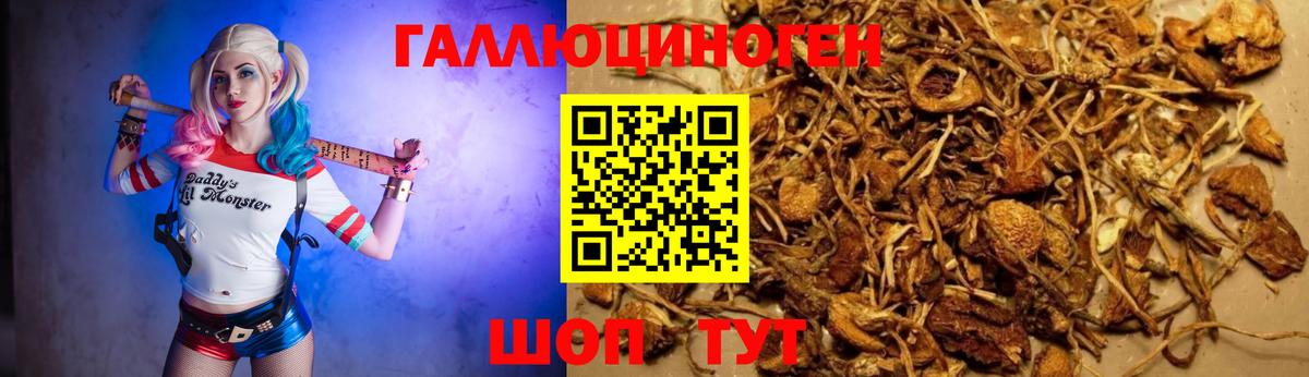 Краснознаменск  наркошоп  Вход с VPN  Псилоцибиновые грибы Psilocybine cubensis 